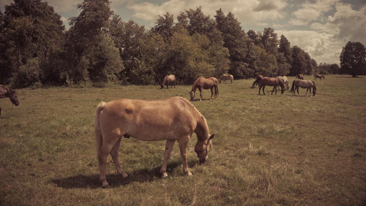 Masuria Warsaw Βίλα Skrzeszew Εξωτερικό φωτογραφία